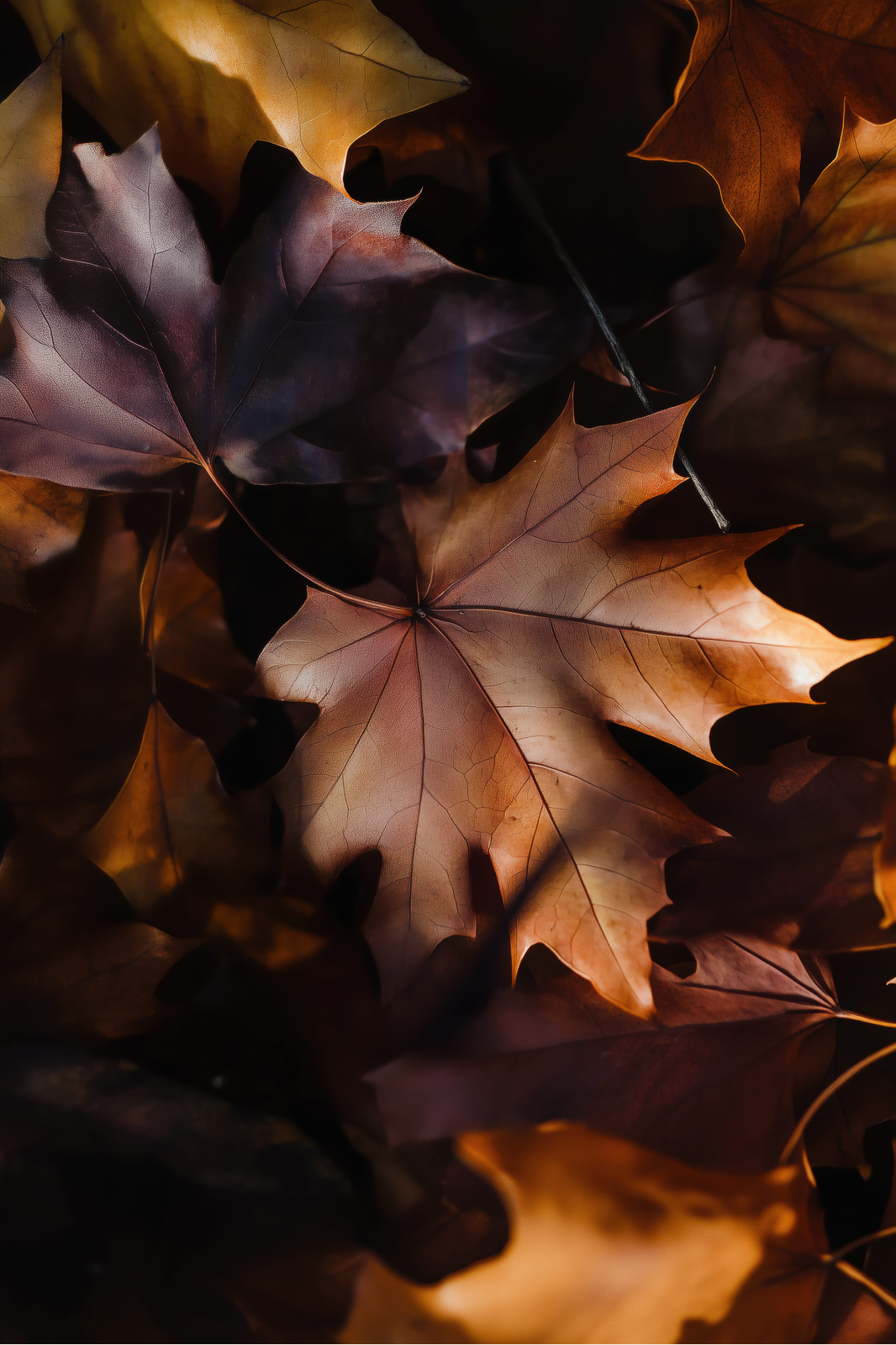 October Leaves print