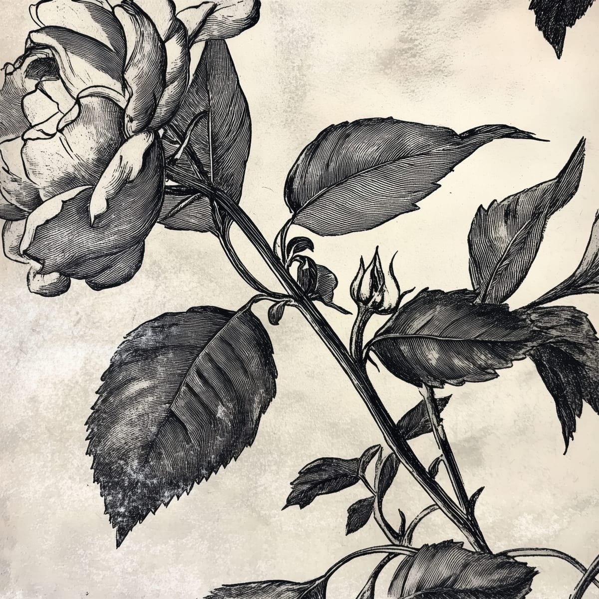 Rose in Ink print