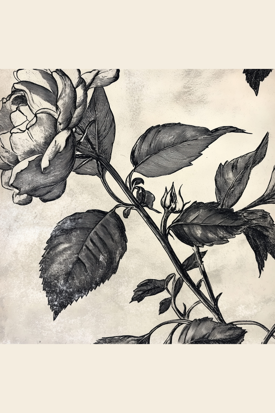 Rose in Ink print