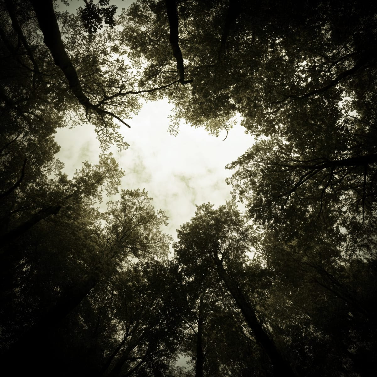 Under the Canopy print