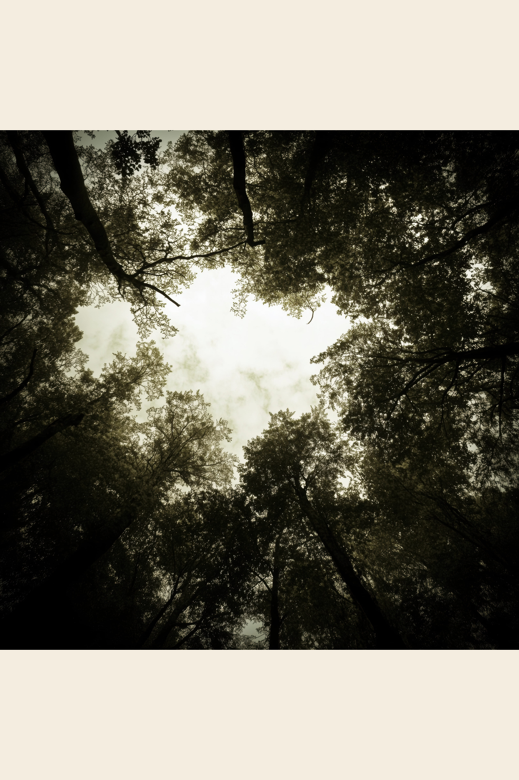 Under the Canopy print