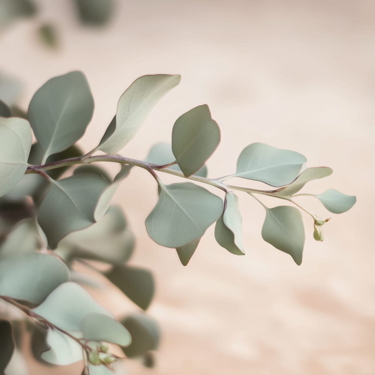 Eucalyptus Drift print