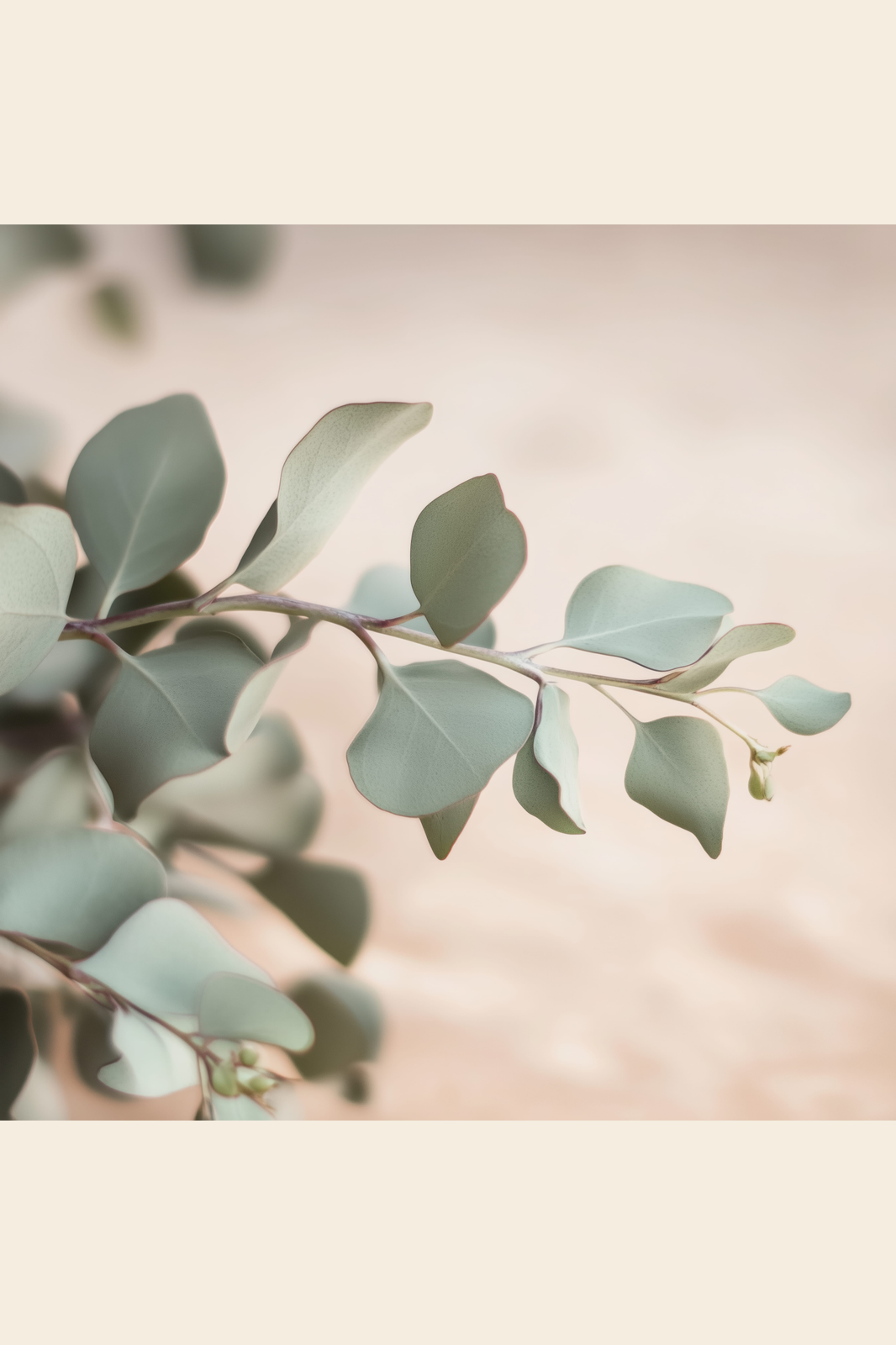 Eucalyptus Drift print