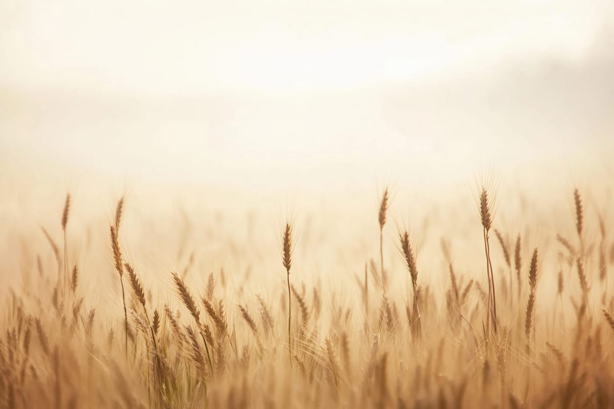 Wheat at Dawn print