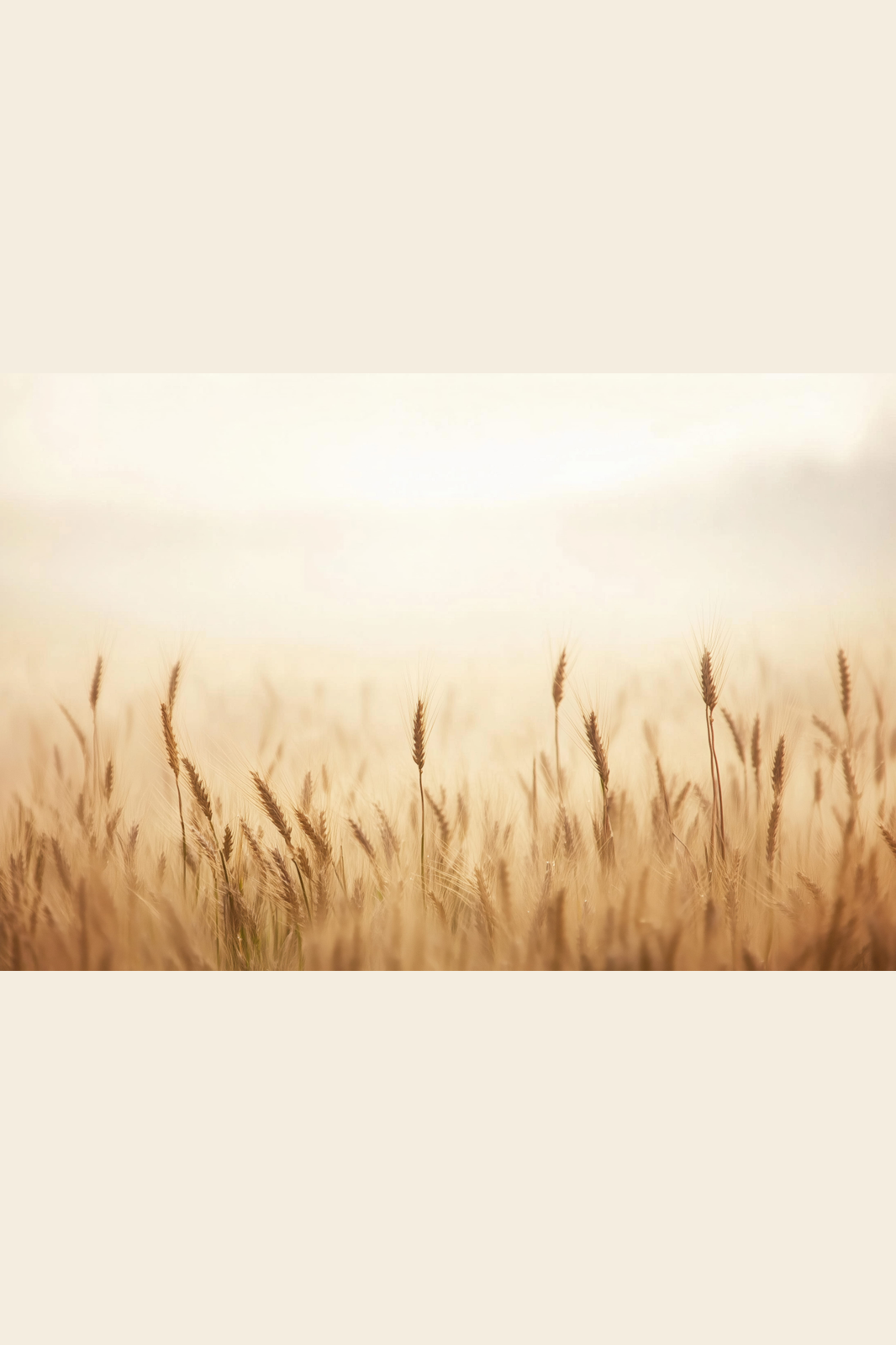 Wheat at Dawn print
