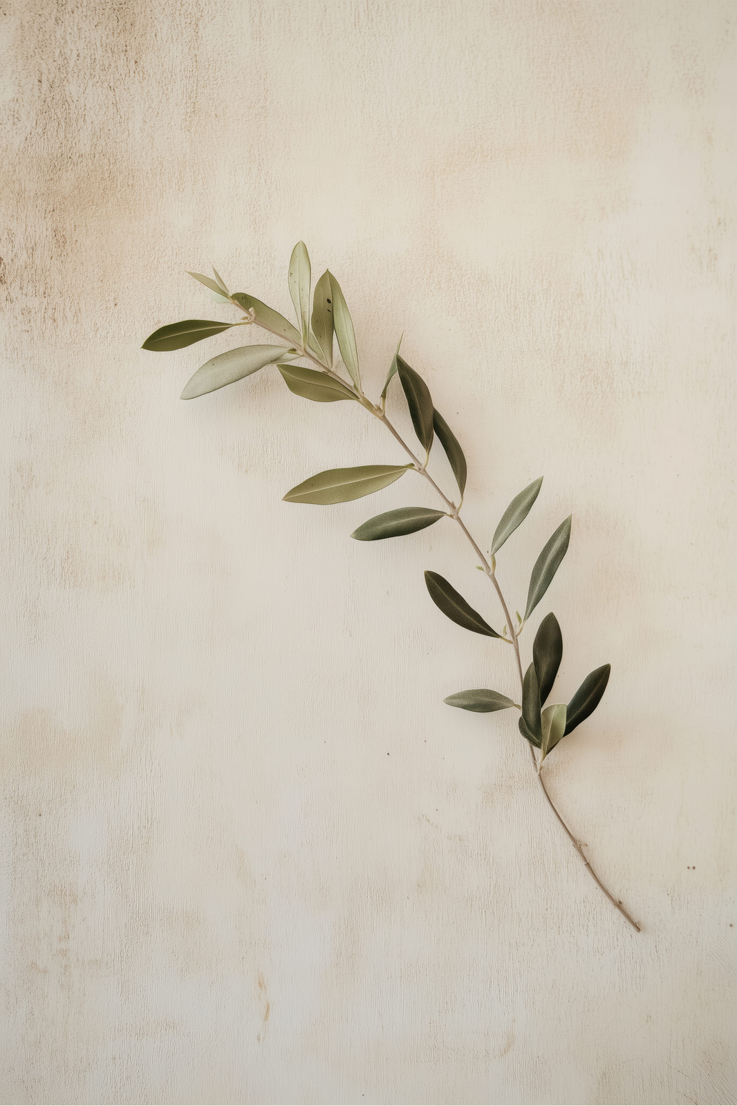Olive Branch print