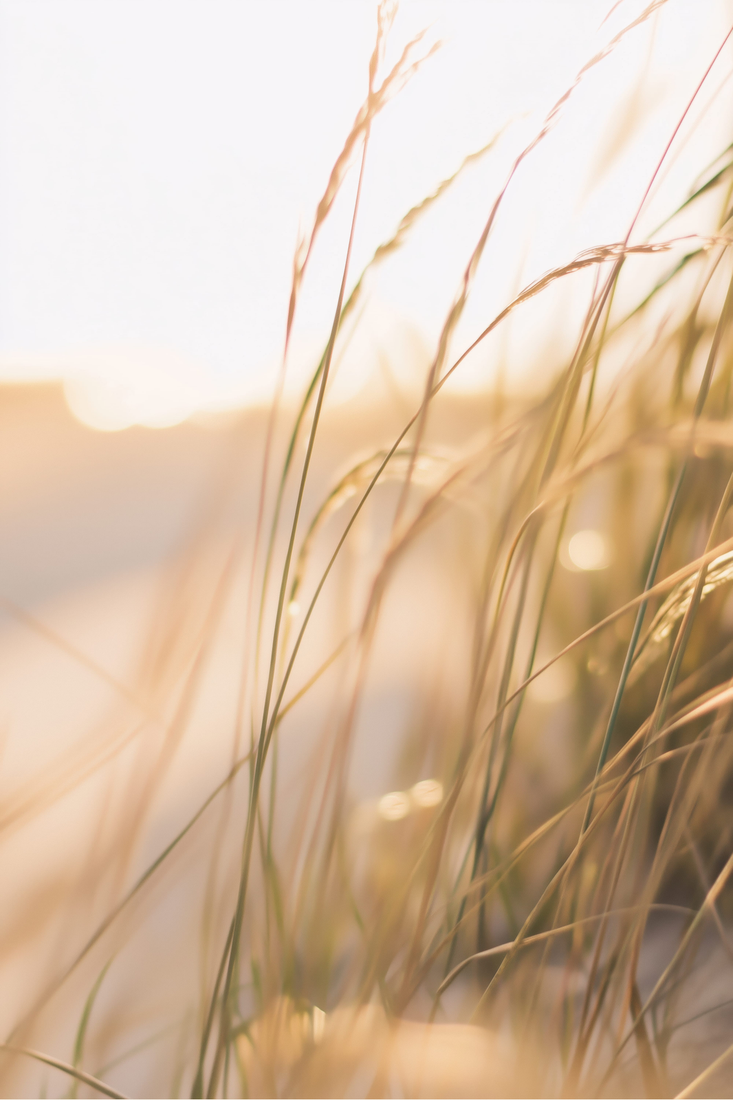 Golden Grasses print