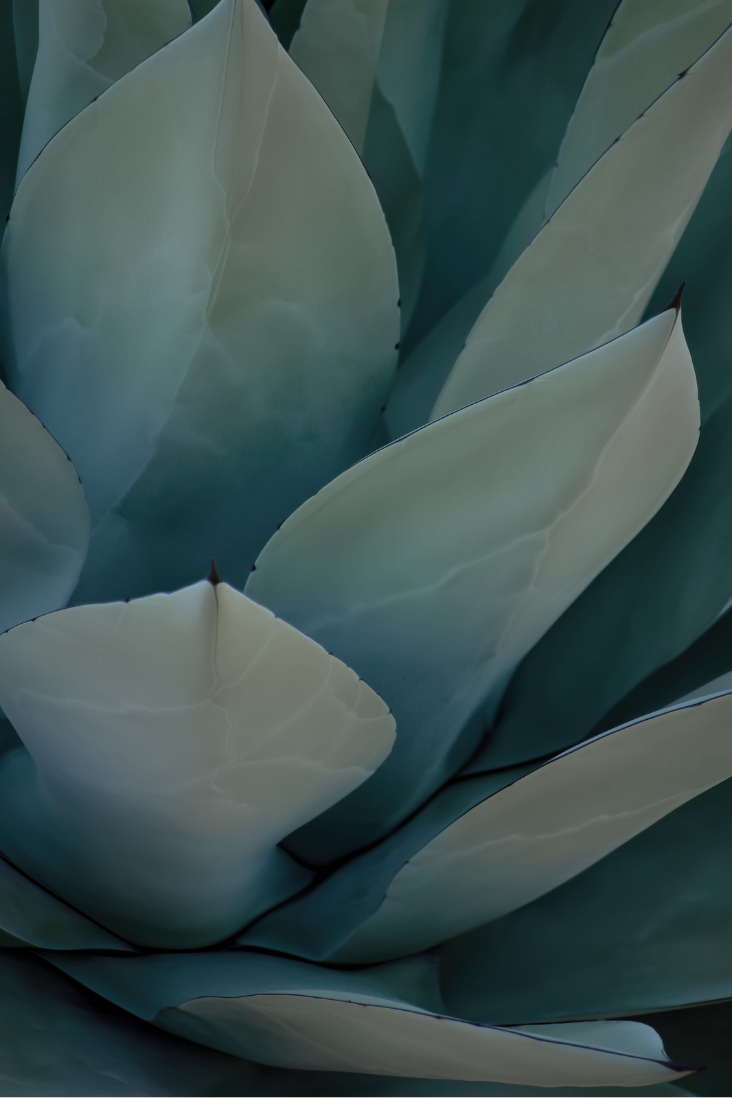 Agave Study print