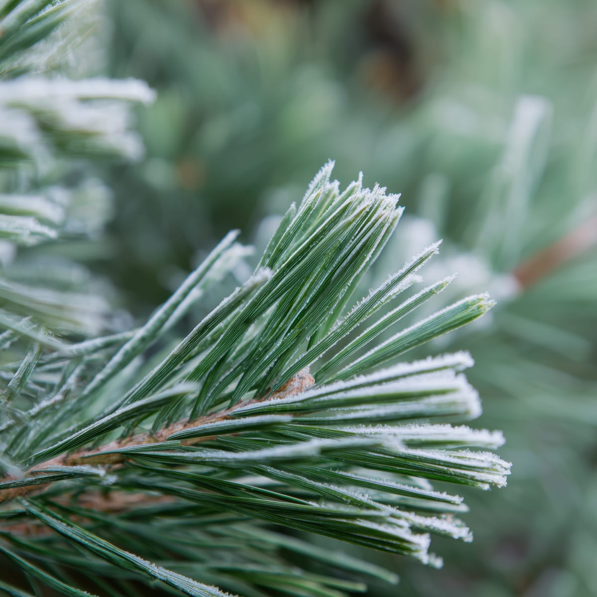 Winter Pine print