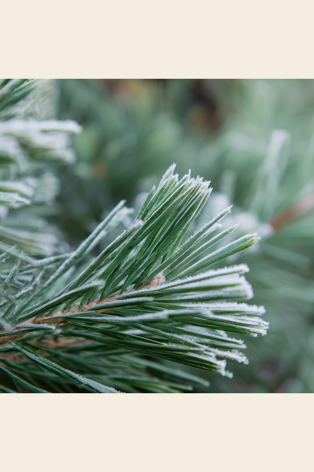Winter Pine print