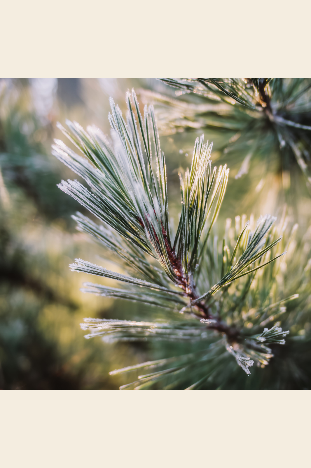 Frosted Pine Light print