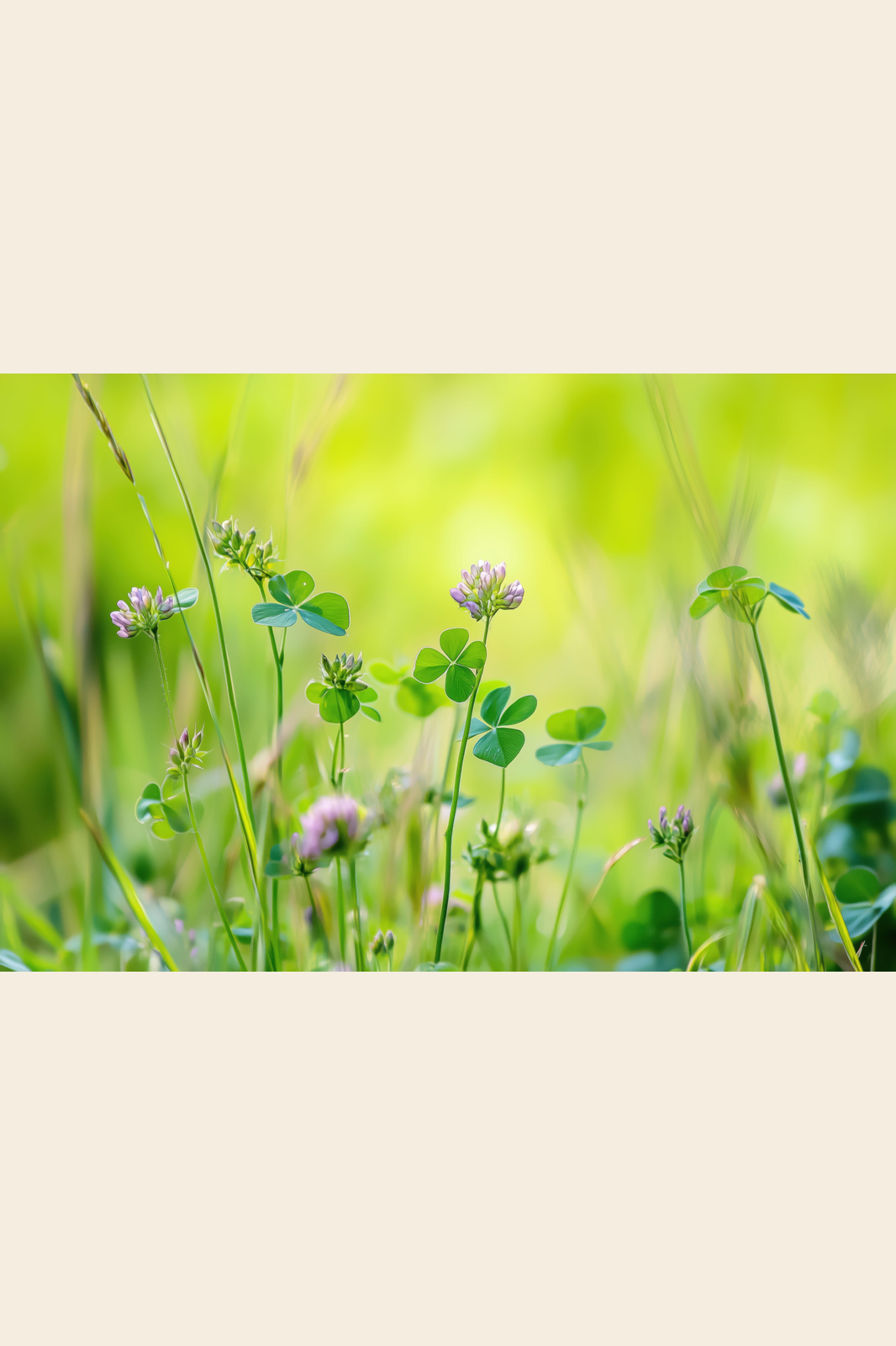 Clover Meadow print
