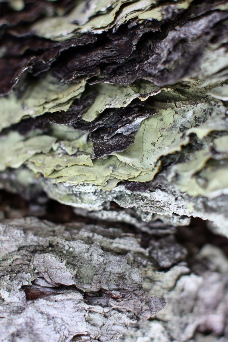 Bark and Lichen print