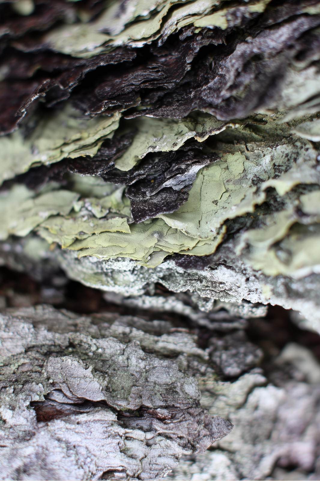 Bark and Lichen print