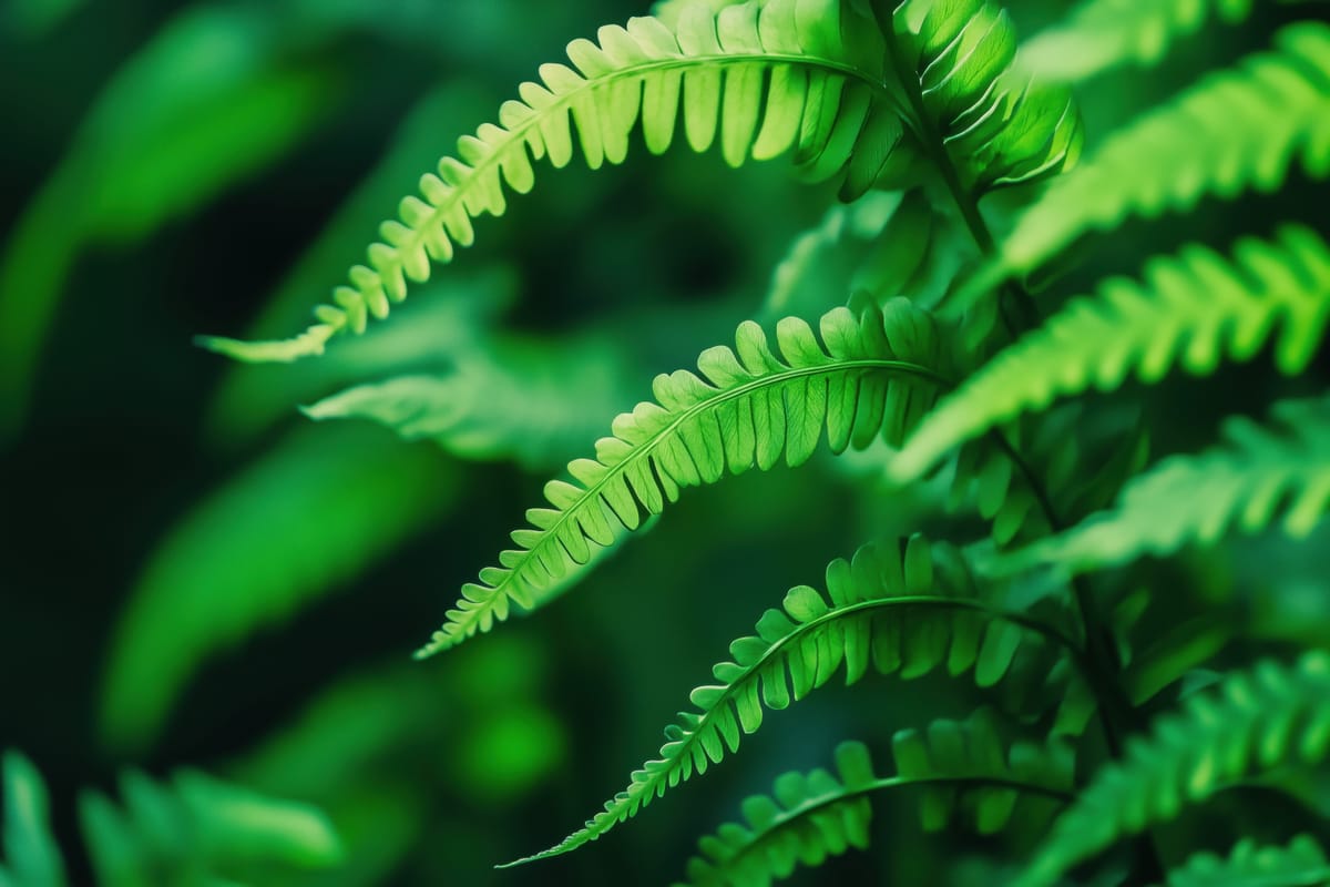 Emerald Ferns print