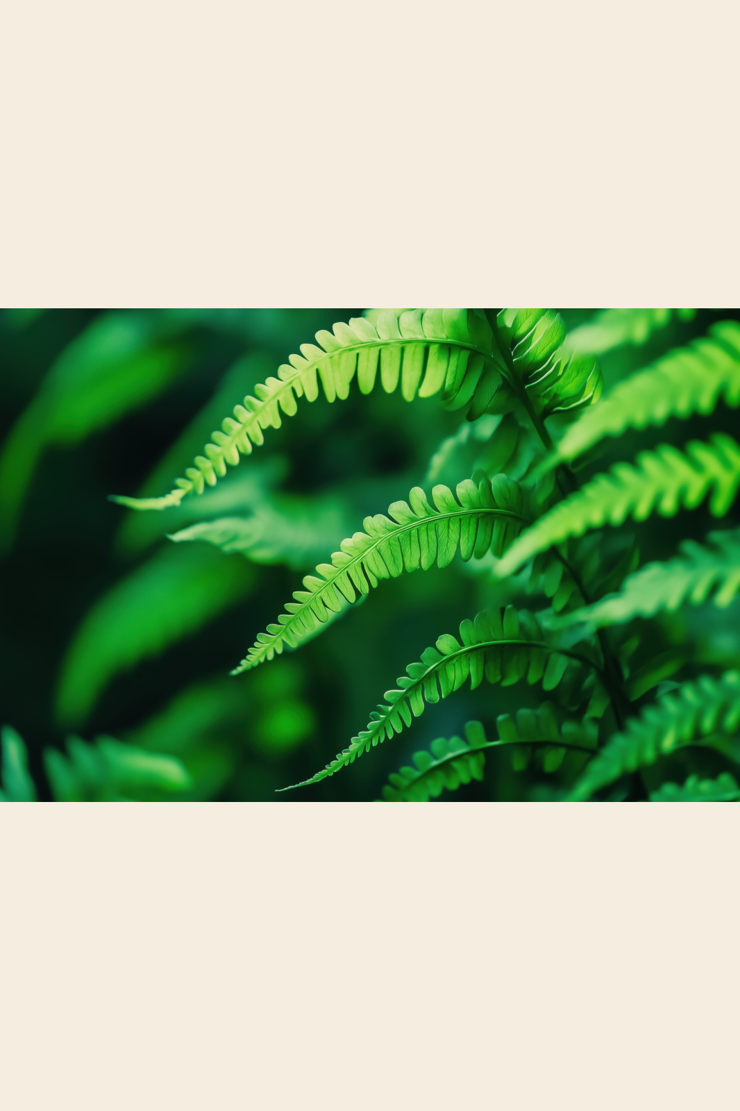 Emerald Ferns print