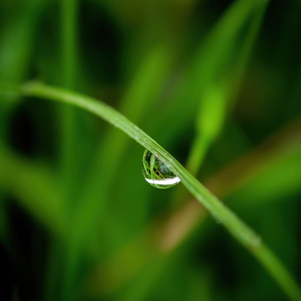 Single Dewdrop print