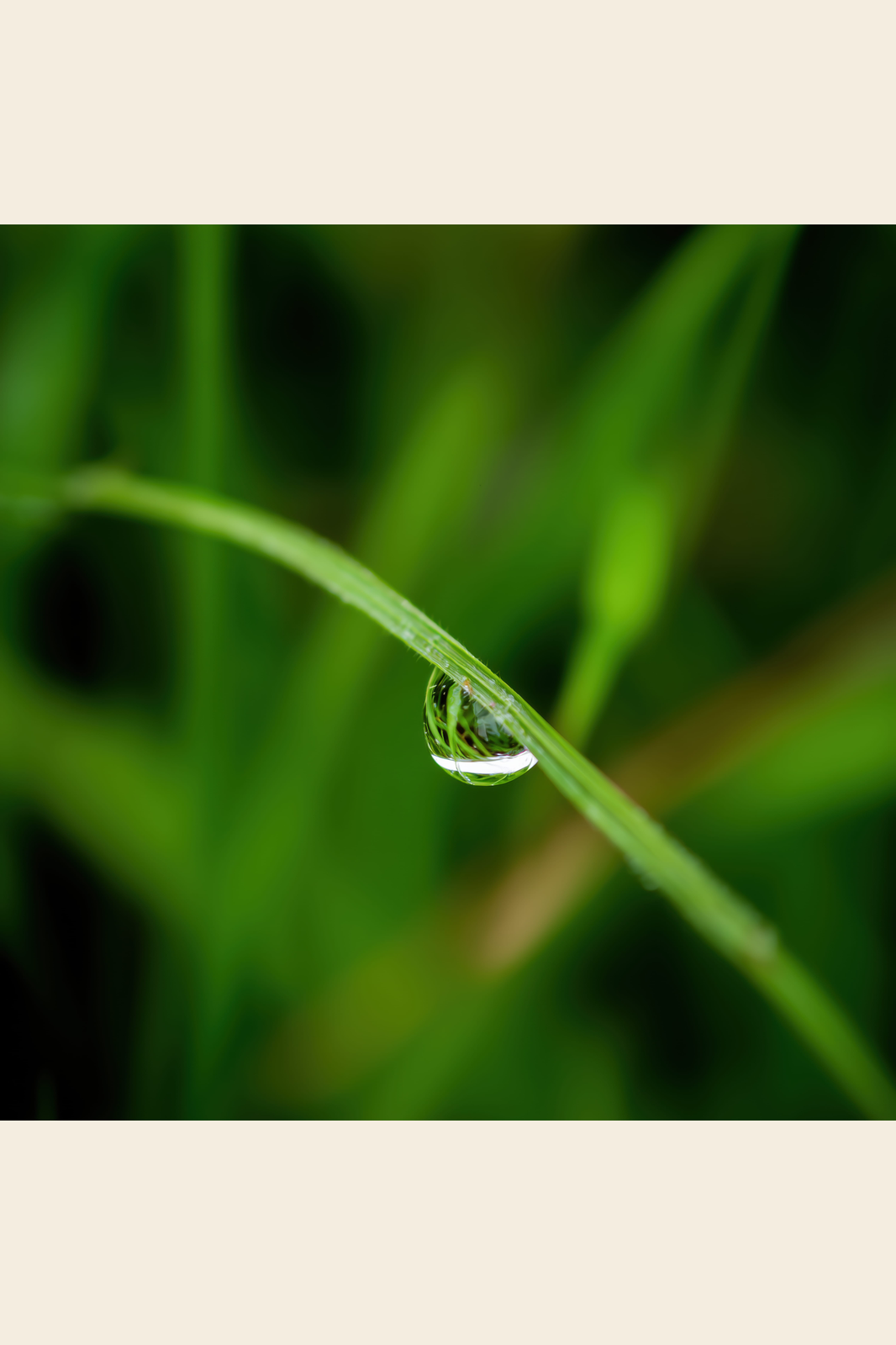 Single Dewdrop print