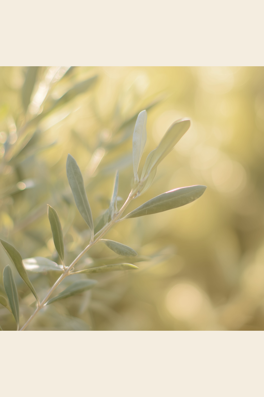 Olive Light print
