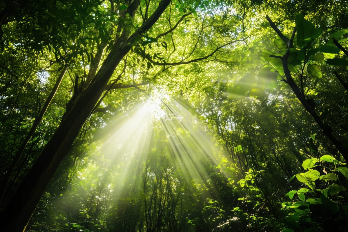 Canopy Light print