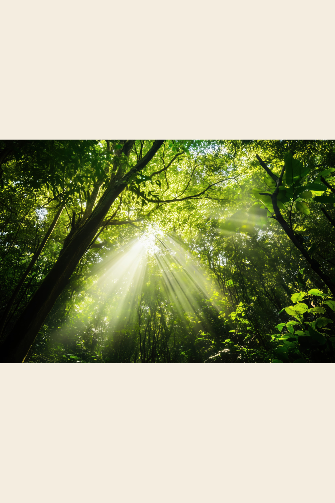 Canopy Light print