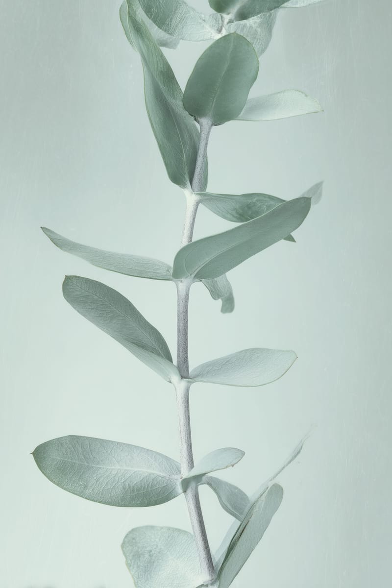 Eucalyptus in Sage print
