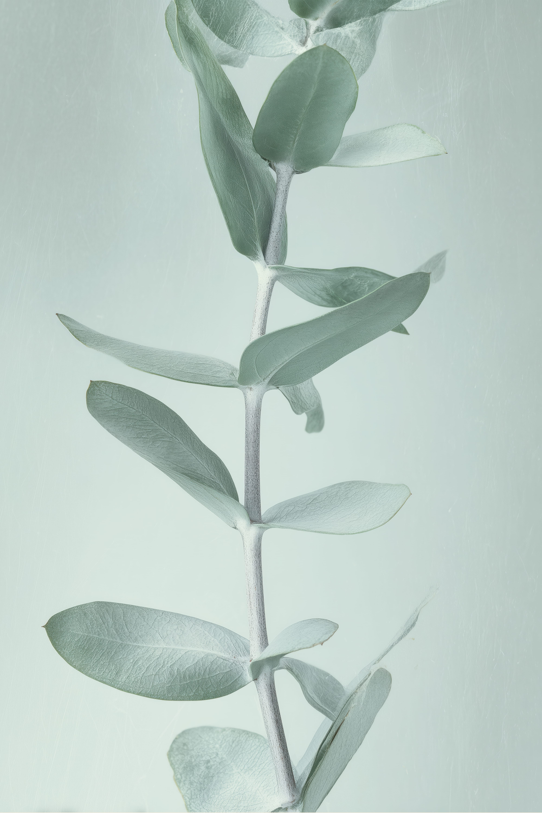 Eucalyptus in Sage print