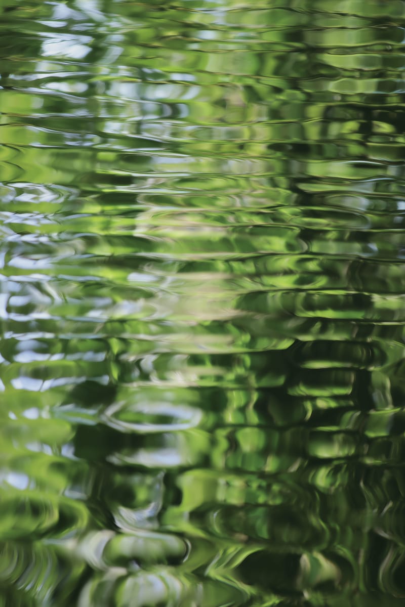 Pond Ripples print