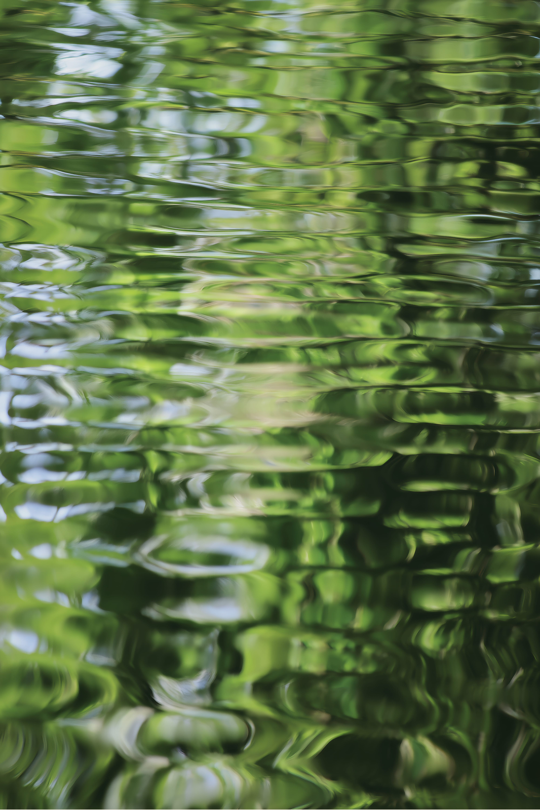 Pond Ripples print