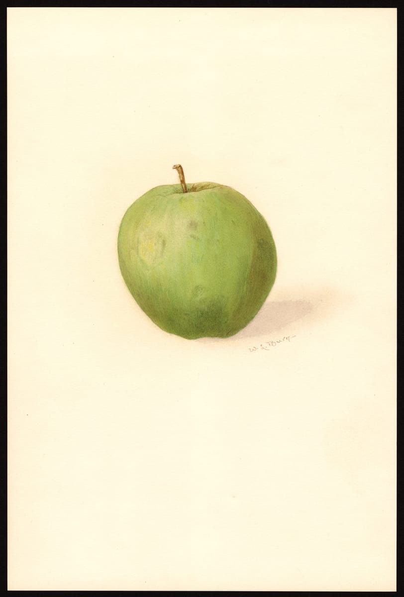 Belleflower Apple print