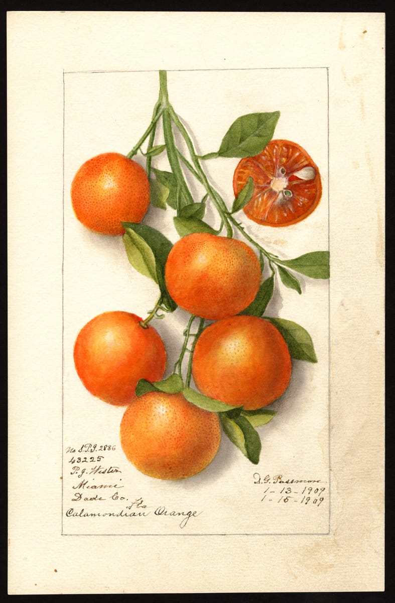 Calamondin Branch print
