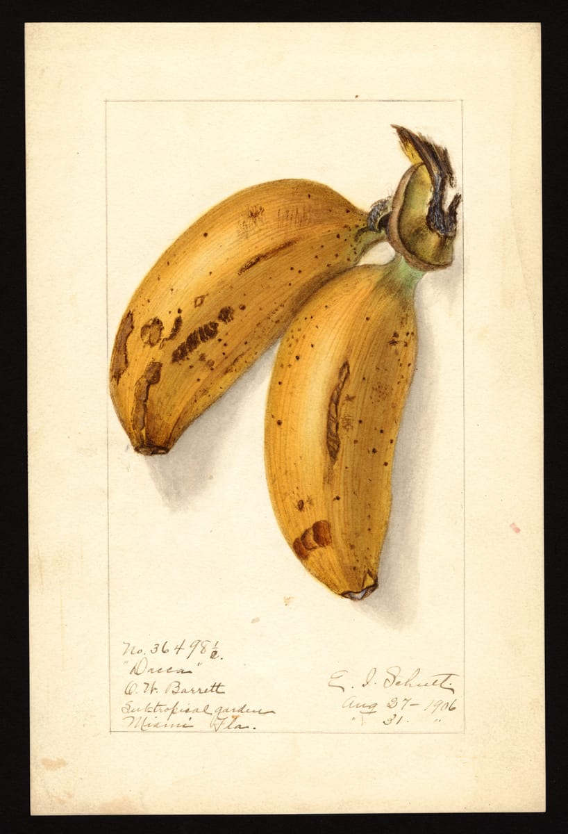 Dacca Bananas print