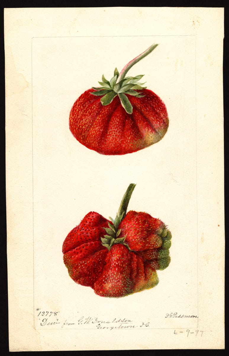 Dew Strawberries print