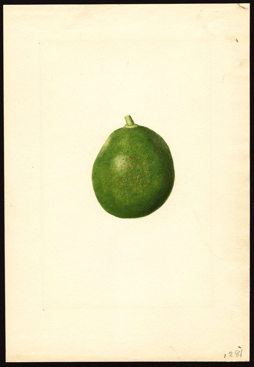 The Green Grapefruit print