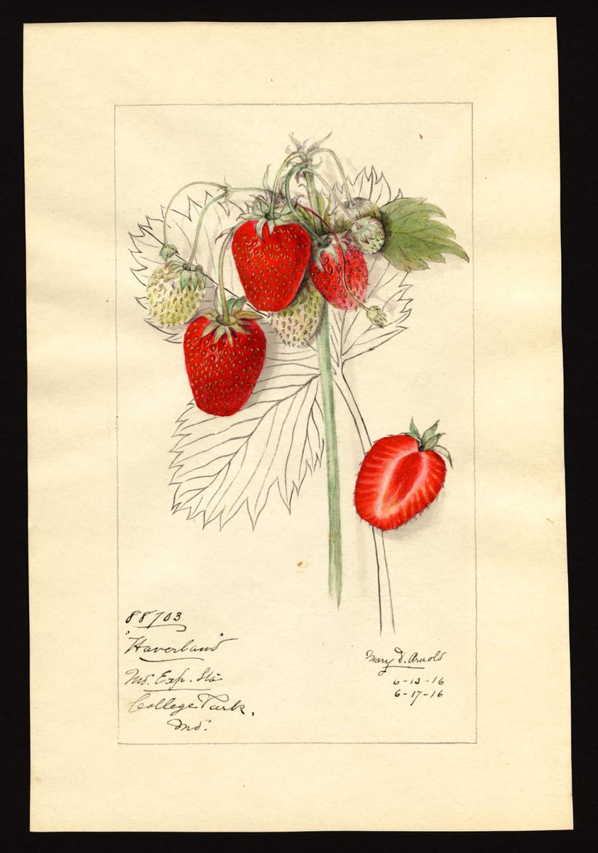 The Haverland Strawberry print