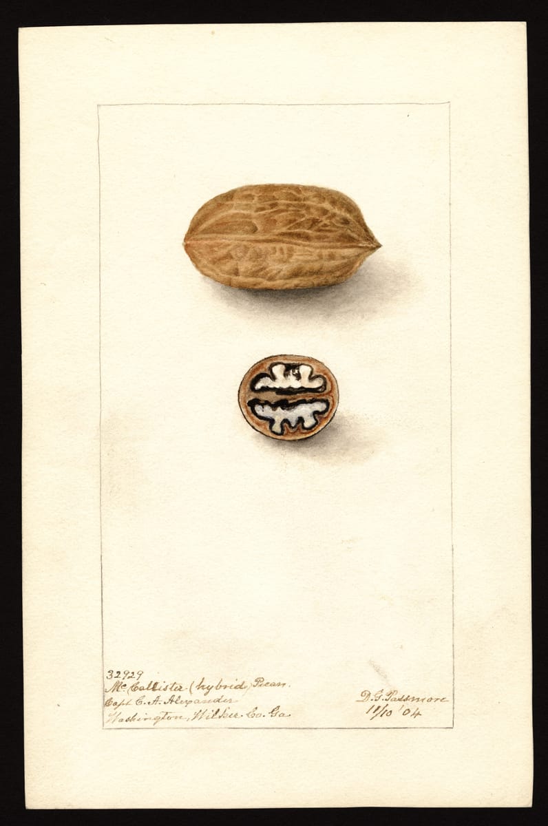 The McCallister Pecan print