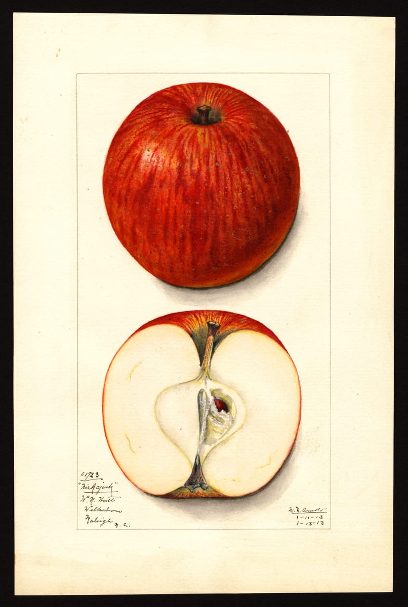 The Nickajack Apple print