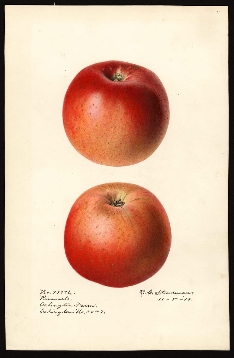 Pinnacle Apples print
