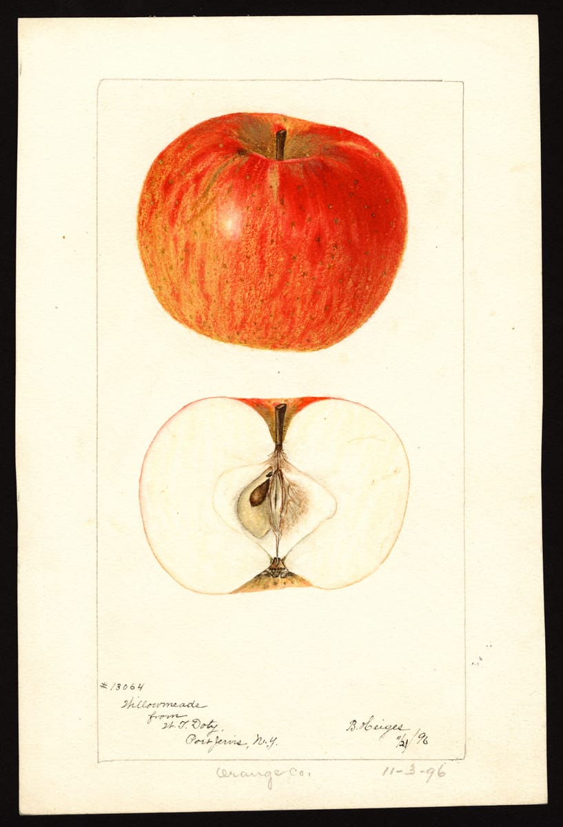 The Willowmeade Apple print
