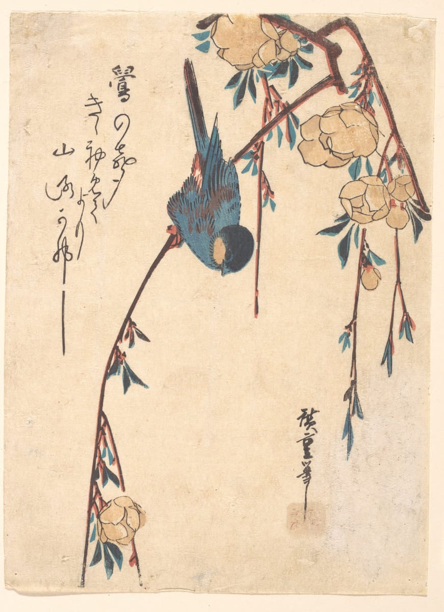 Songbird on the Weeping Cherry print